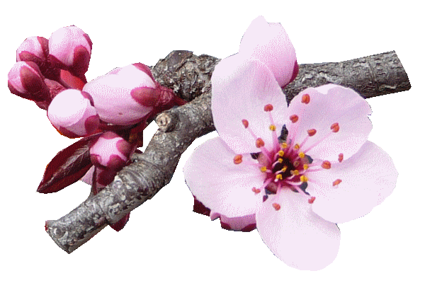 fleurs roses 3.gif